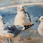 Moewennest * Dahme (Schleswig-Holstein)